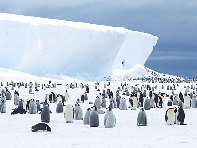 Antarktika'da buz tabakası parçalandı, binlerce yavru penguen boğuldu