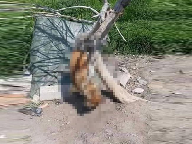 Köpek, iple ağaca asılarak öldürüldü