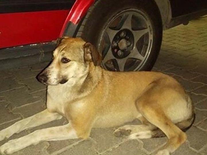 Batıkent'te köpeklerin öldürülmesine dava: En az 5 yıl 4'er ay hapis istemi