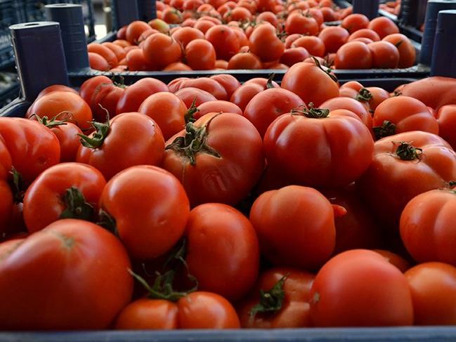 Rusya 21 ton domatesi geri gönderdi