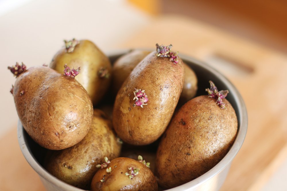 Filizlenen patatesin zararları