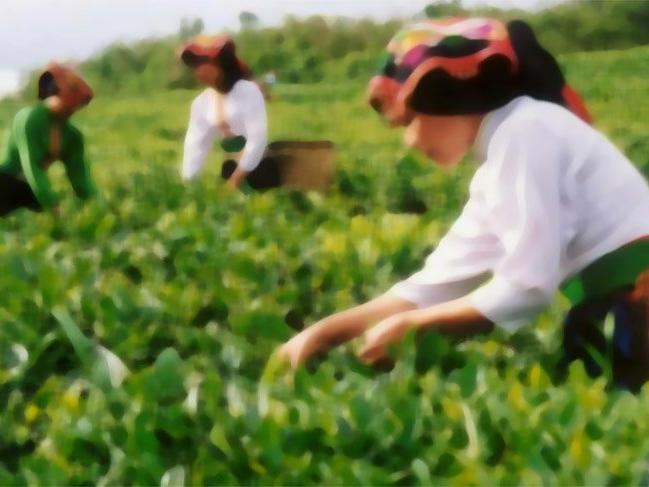 CHP'li Sarıbal: Çay için açıklanan fiyatlar üreticiyi destekler durumda değil