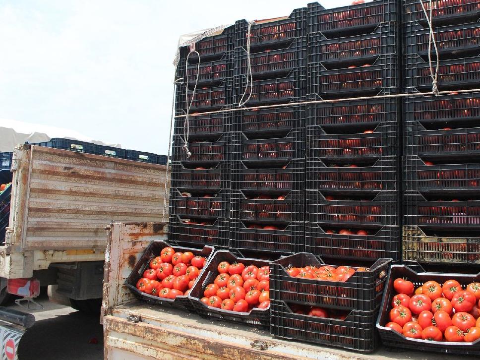 Antalya Hal’inde domates 1 liraya kadar düştü