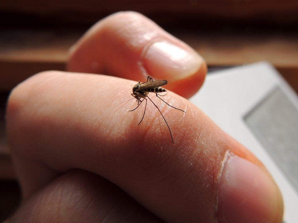 İşte sivri sineklerden kurtulmanın doğal yolları