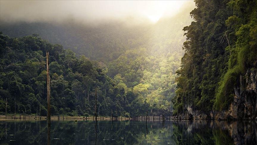 Amazonlar için korkutan rapor: 9 ayda yüzde 20 kayıp