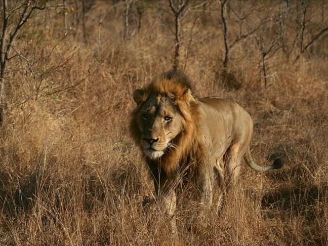 Kamerun'da şehri kaçak aslan korkusu sardı