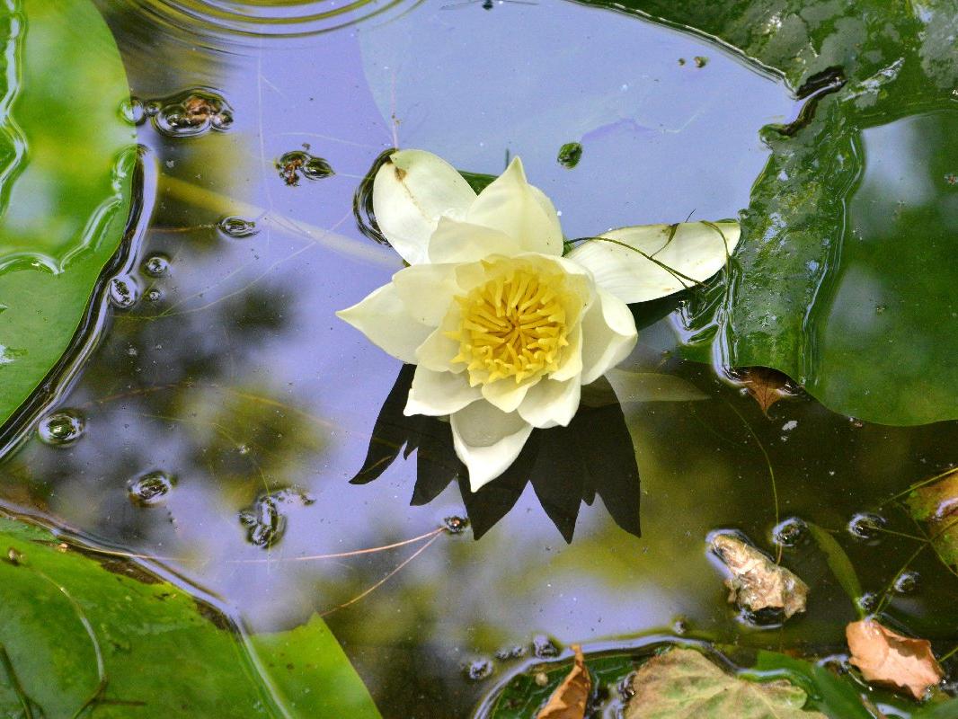 Nilüferleri koparmanın cezası 41 bin TL