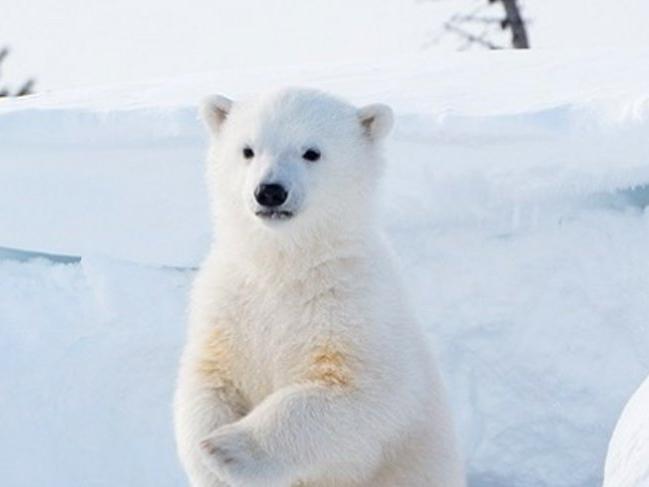 Kutup ayıları nerede yaşar?