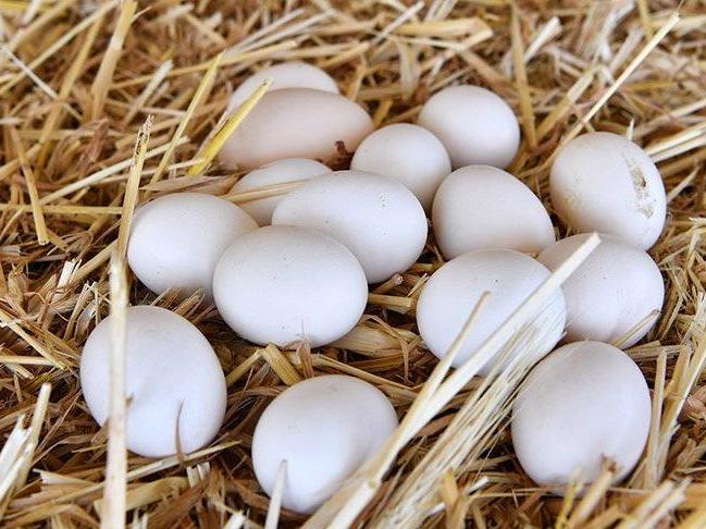 Yumurta üreticilerine vadeli mısır satışı