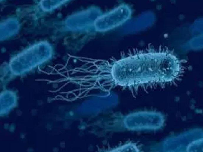 İngiltere'de bakteri 12 can aldı