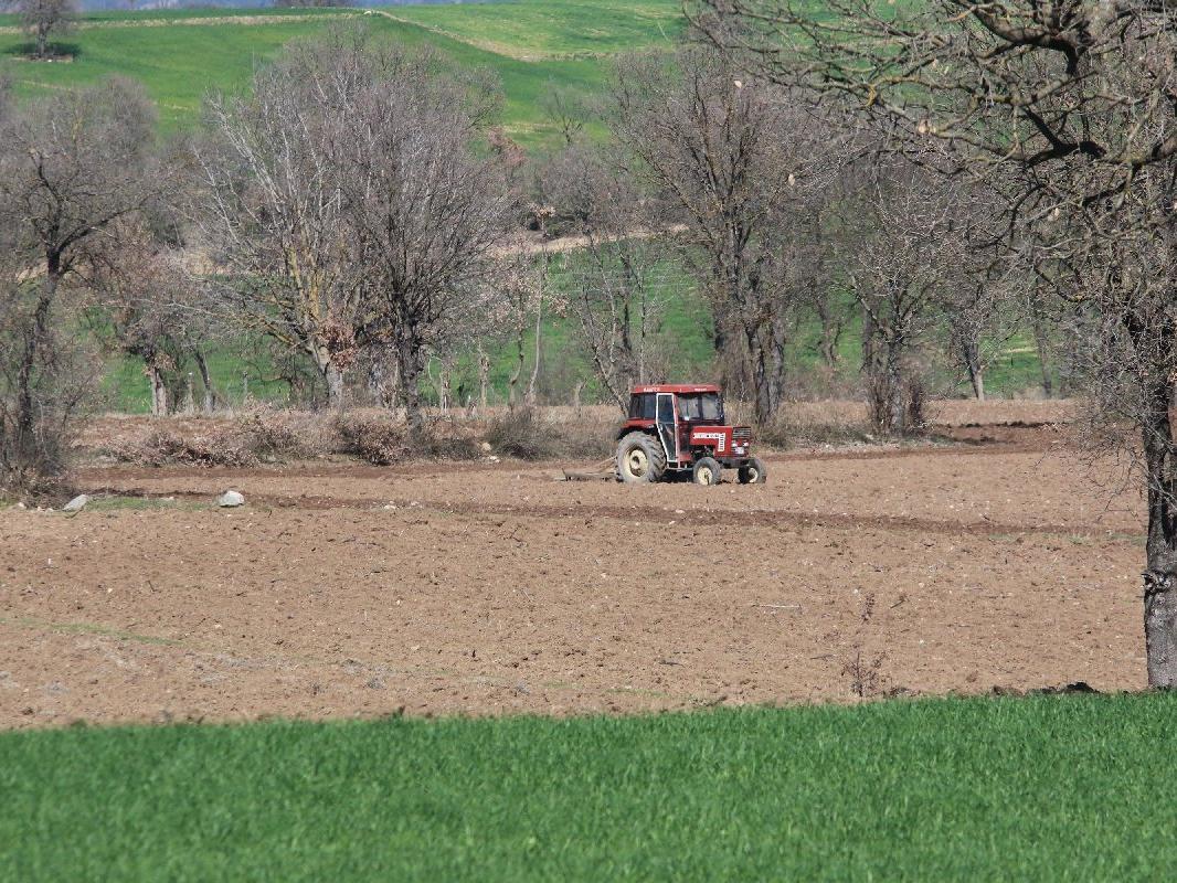 Türkiye'de kenevir ekim alanları bin dekarın üzerine çıktı