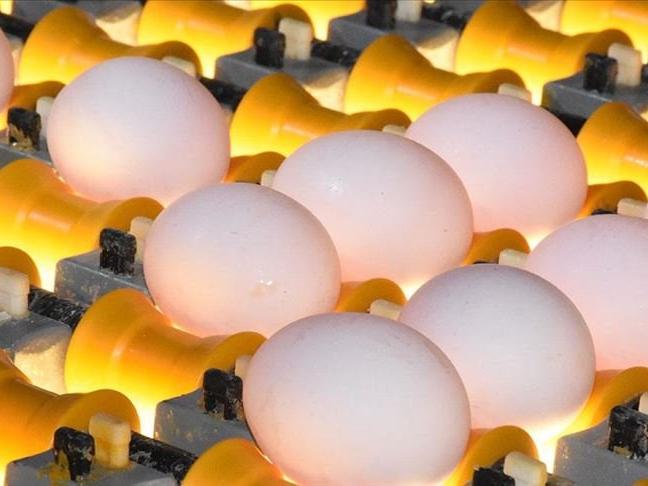 Yumurta sektörü Irak'ın ithalat yasağının kalkmasını bekliyor