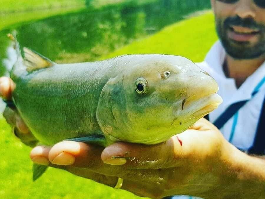 50 yıldır görülmeyen balık yeniden Porsuk'ta