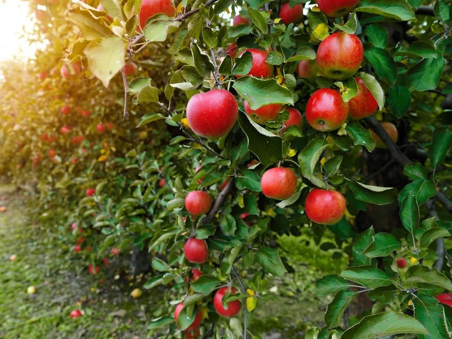 Elmanın faydaları nelerdir? Elmanın besin değerleri ve vücuda yararları...