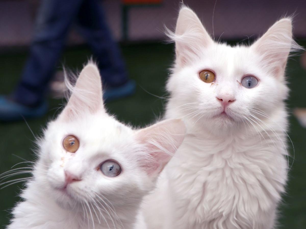 Van kedilerinin sağır olmadığı bilimsel olarak kanıtlandı