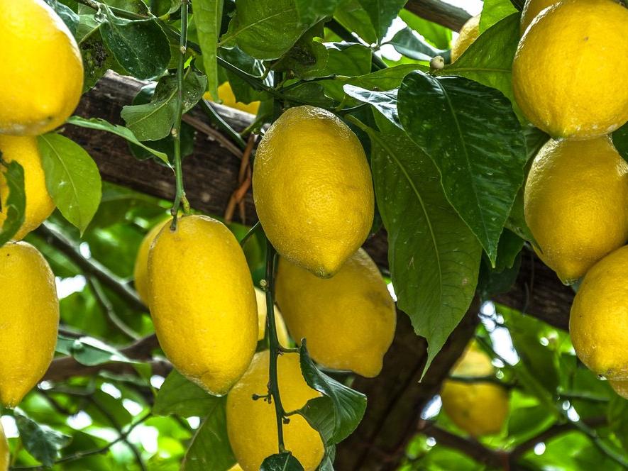 Limonun faydaları nelerdir? Limonun besin değerleri ve limonun vücuda yararları...