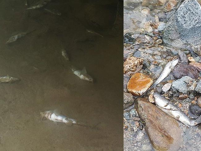 Organik tarım havzasında toplu balık ölümleri korkuttu