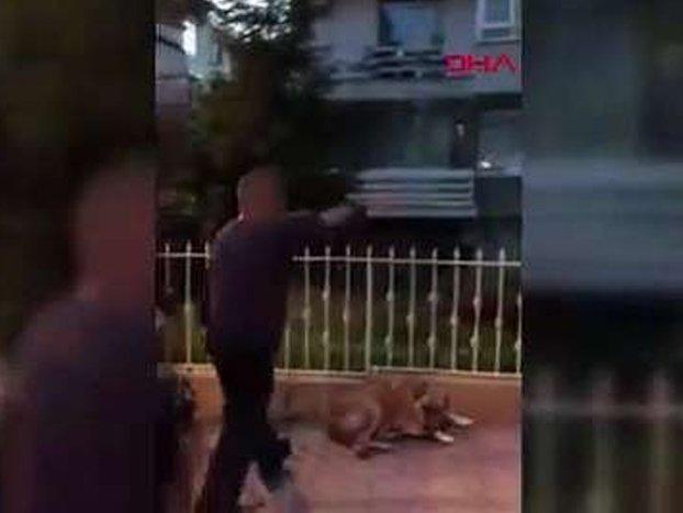 Kadıköy'de köpeği tekmeleyen caniye bin 763 TL ceza verildi