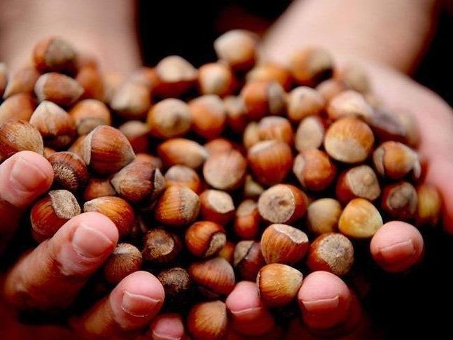 Fındık alım fiyatları açıklandı!
