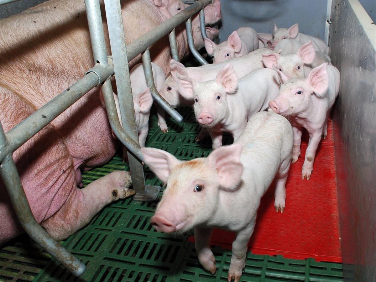 Bulgaristan'da Afrika domuz vebası salgını: 100 bin domuz öldürüldü