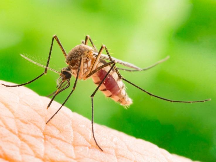 Herkese öneriyor: Bırakın sivrisinekler sizi ısırsın