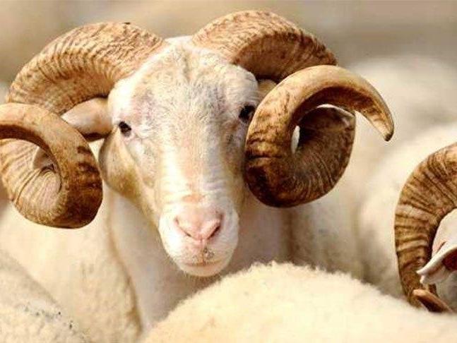 ESK, elde kalan kurbanlıkları satın alacak