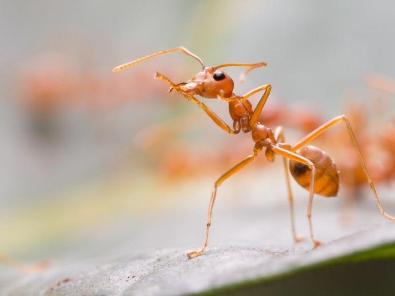 Evdeki karıncalardan kurtulmak için ne yapmalı?