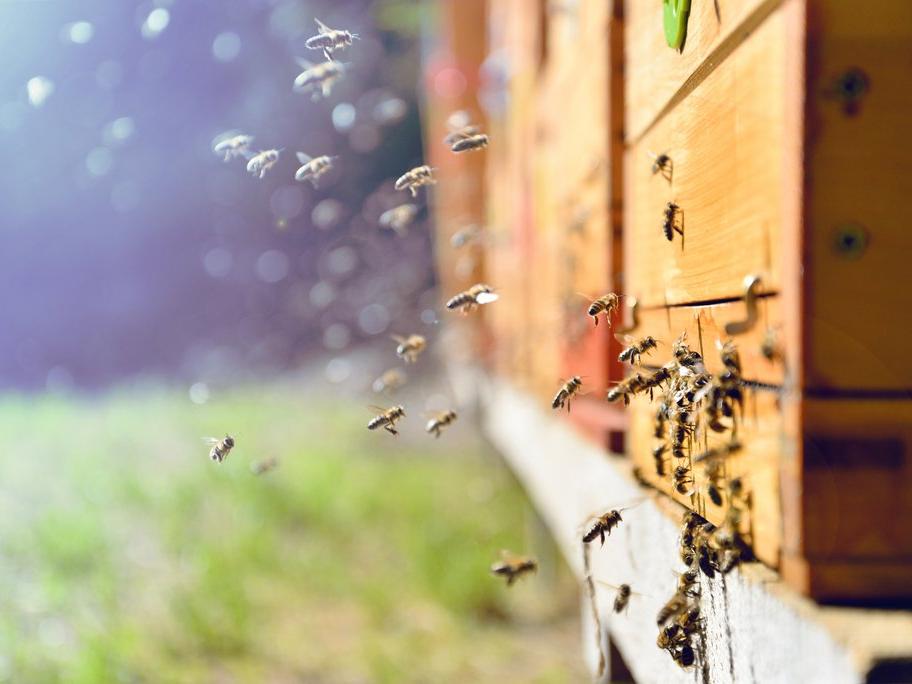 Rakamlar ürkütüyor... Brezilya'da 3 ayda 500 milyon arı öldü