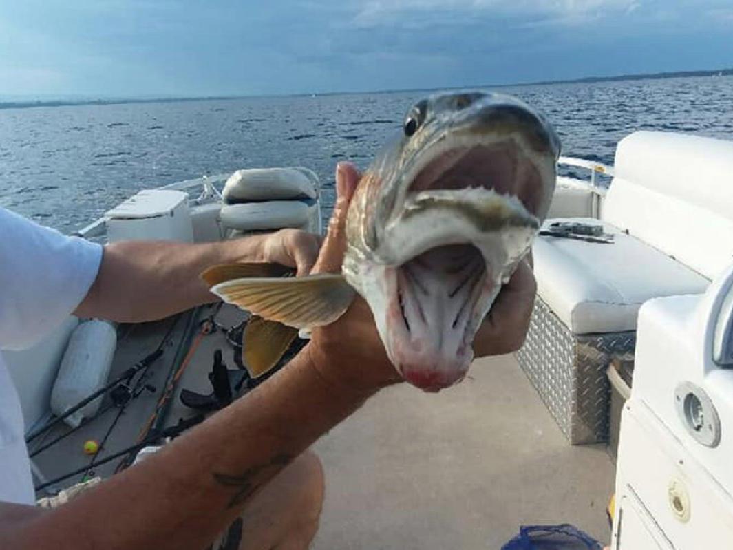 Balıkçılar gözlerine inanamadı: Oltaya takılan balık şaşırttı