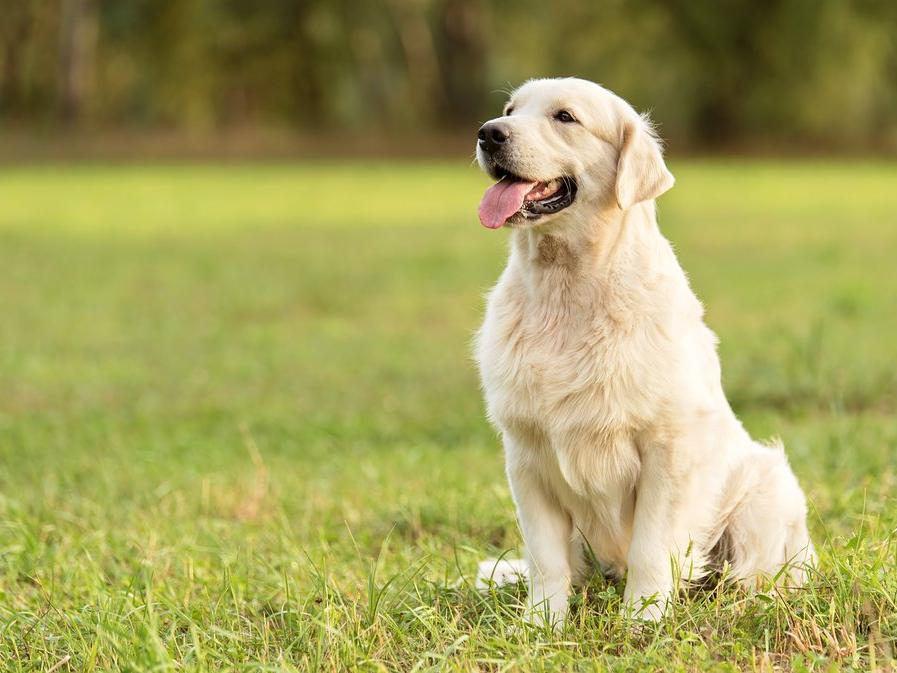 Köpek sahiplenmek kalp hastalıkları riskini azaltıyor