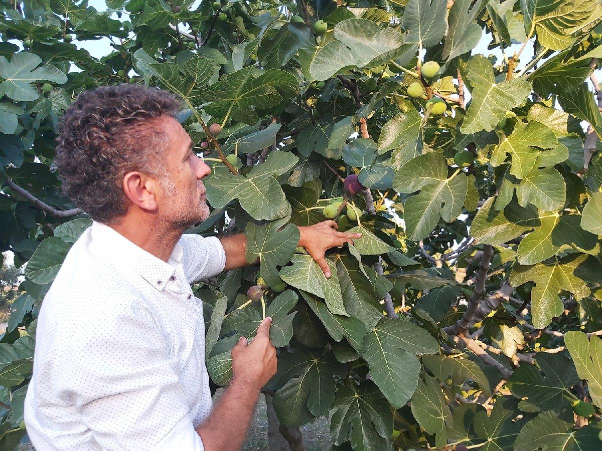 Sarıbal: Siyah incir dalında kaldı, üretici mağdur