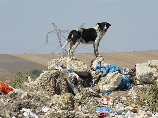 Lüleburgaz'da 300'e yakın köpeğin kaybolduğu iddiası