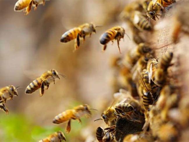 Arıların saldırdığı 19 tarım işçisi hastaneye kaldırıldı