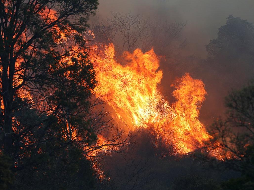 Avustralya'da acil durum ilanı! 51 nokta alev alev yanıyor