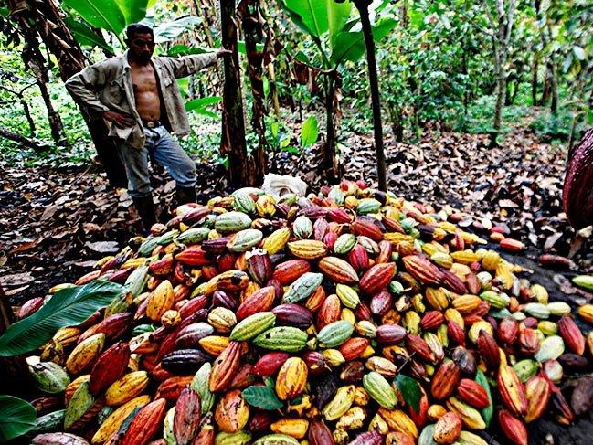 Sadece tropikal bölgede yetişen kakaonun hikayesi