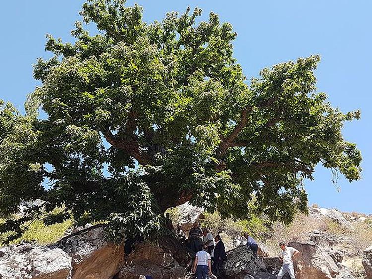 Bu kestane ağacı tam 500 yıllık