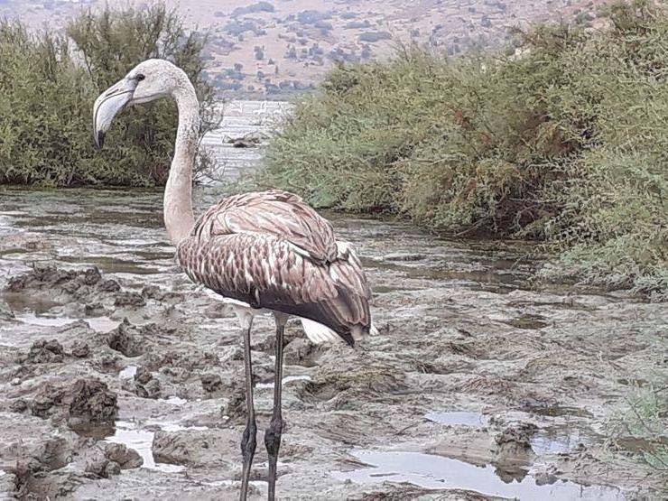 Yolunu şaşıran flamingo göle bırakıldı