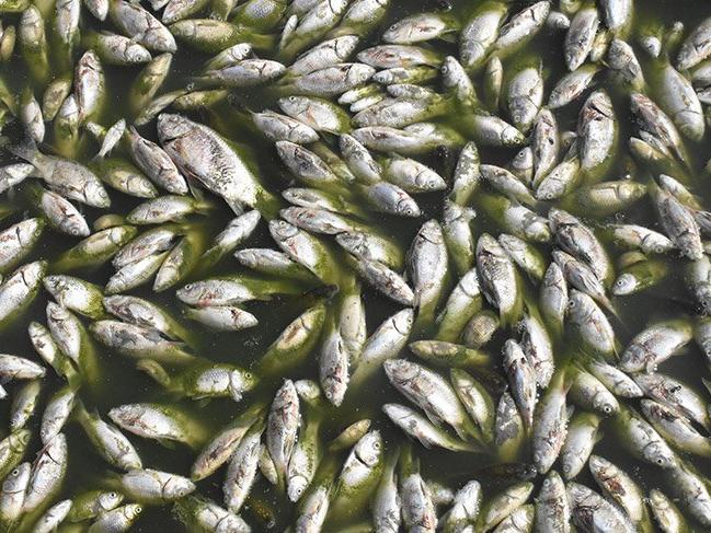 Balıkların öldüğü Oruçlu Göleti'ne tankerle 170 ton su bırakıldı