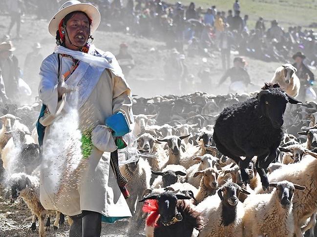 Tibet'te geleneksel koyun sayma günü