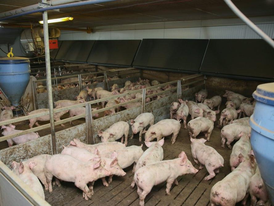 Güney Kore'de Afrika domuz vebası salgını