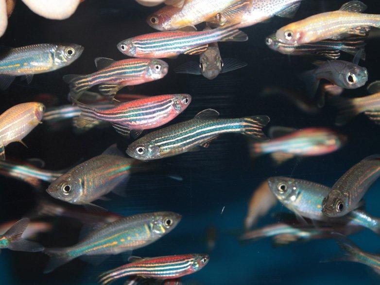 Bilim insanlarını şaşkına çeviren keşif: Balıklar da insanlar gibiymiş