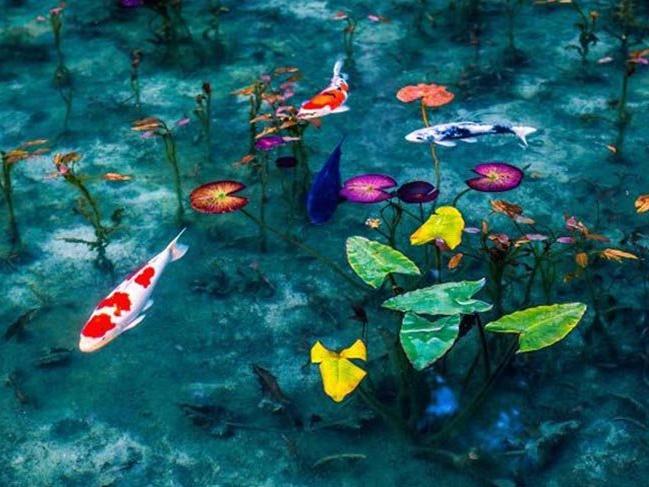 Japonya'nın Monet tablolarını andıran gölü