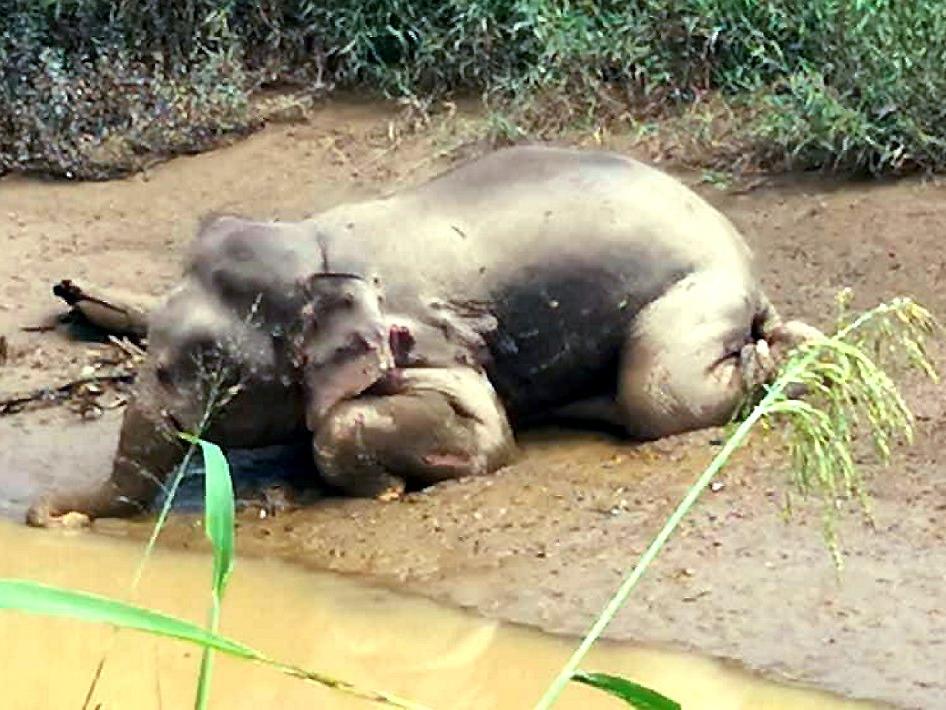 Kan donduran olay: Nesli tükenmekte olan fili işkence ederek öldürdüler