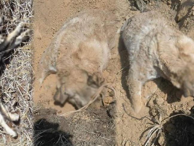 Dünya Hayvanları Koruma Günü'nde 3 köpek vurularak öldürüldü