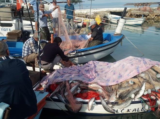 Çanakkale'deki bir balıkçı tek seferde 1.5 ton kefal tuttu!