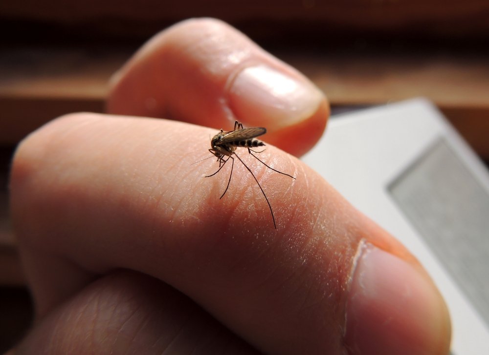 Sivrisinek ısırığı nasıl geçer? Sivrisinek ısırığı tedavisi…