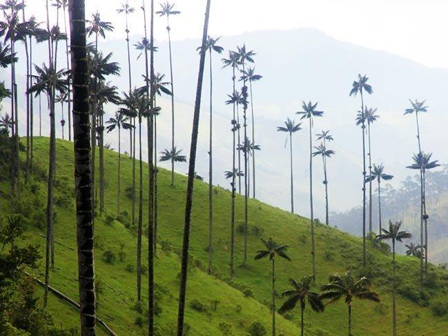 Kolombiya'nın akıl almaz uzunluktaki palmiyeleri