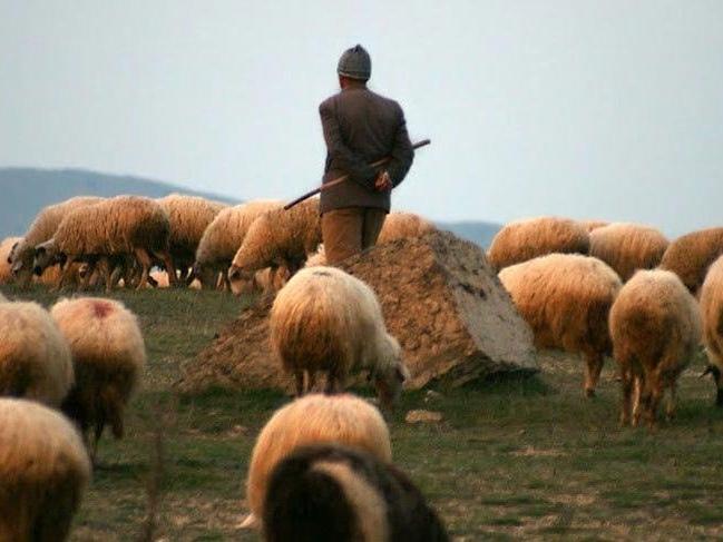 5 bin TL maaşla 'Afgan çoban' getirileceği iddiası! Göç İdaresi'nden açıklama