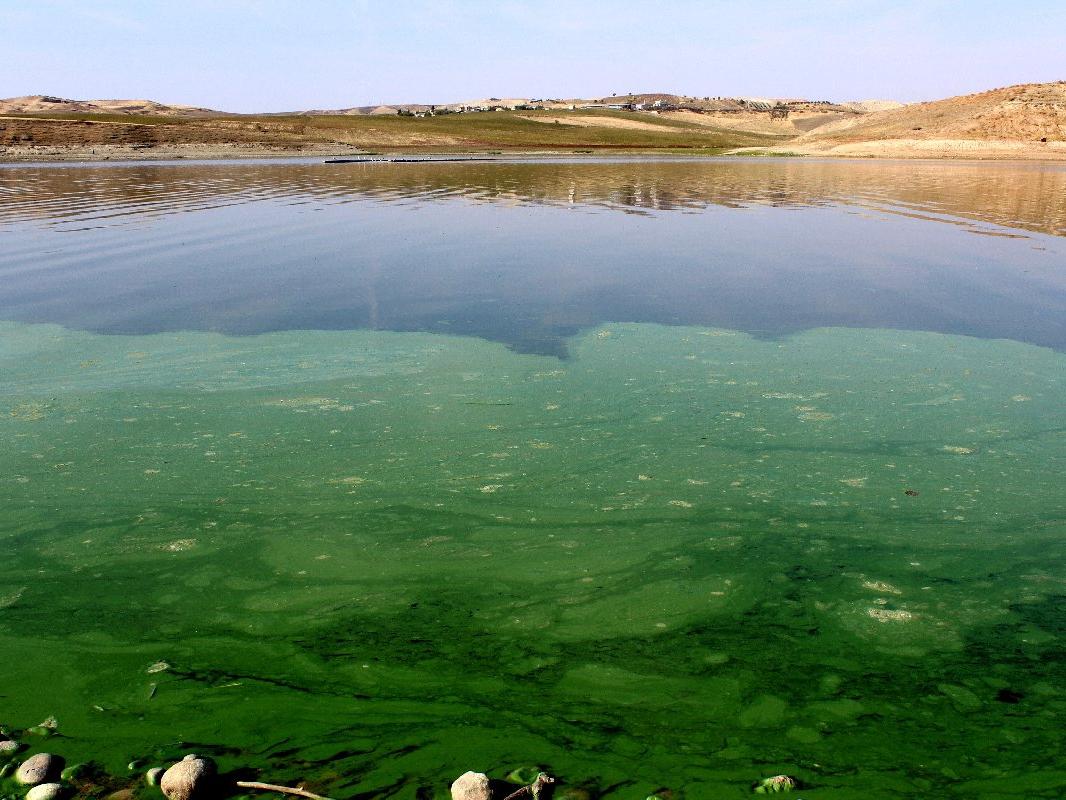 Atatürk Baraj Gölü'nün rengi yeşile döndü