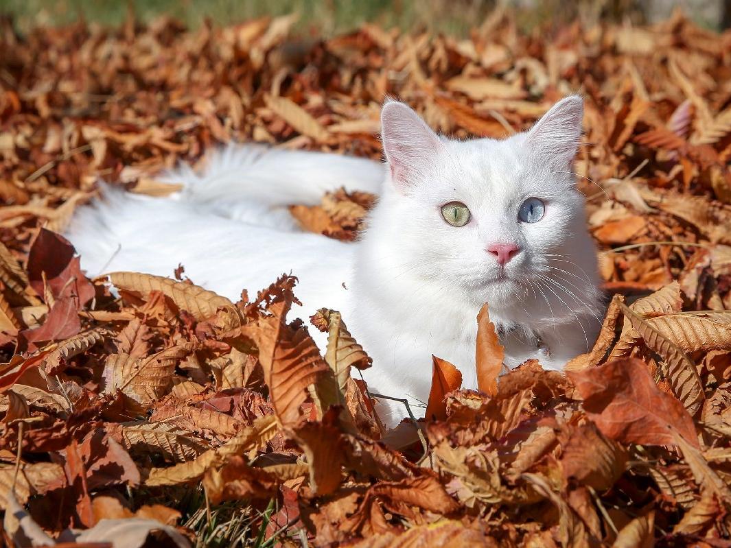 Van kedisi "Su" en güzel kedi seçildi 